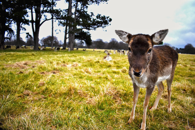 Were the Phoenix Park gates reopened based on just 6 emails?