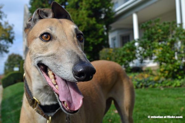 Private members' bill on the funding of the greyhound industry