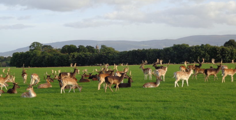 Have your say on OPW/Failte Ireland's plans to redevelop the Phoenix Park