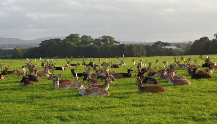 Have your say on OPW/Failte Ireland's plans to redevelop the Phoenix Park