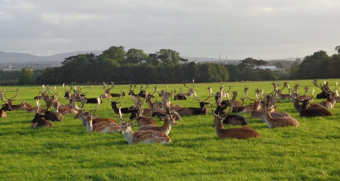 Deer in Phoenix Park